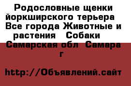 Родословные щенки йоркширского терьера - Все города Животные и растения » Собаки   . Самарская обл.,Самара г.